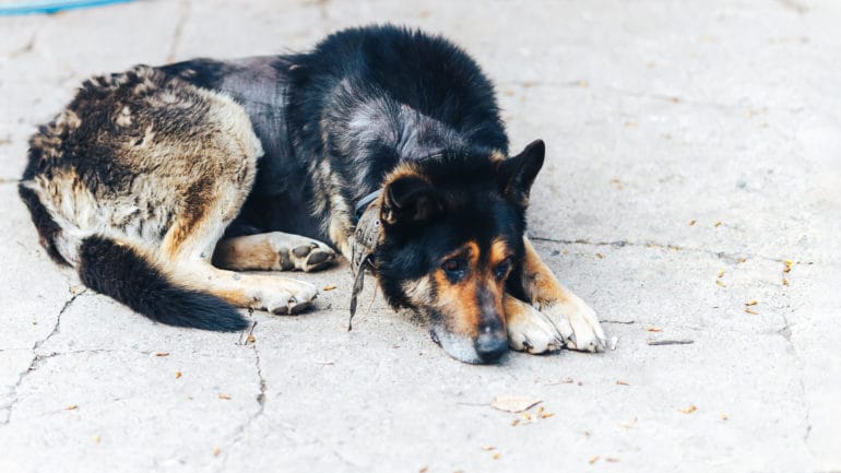 Alergia psov: Príznaky, typy a časté príčiny