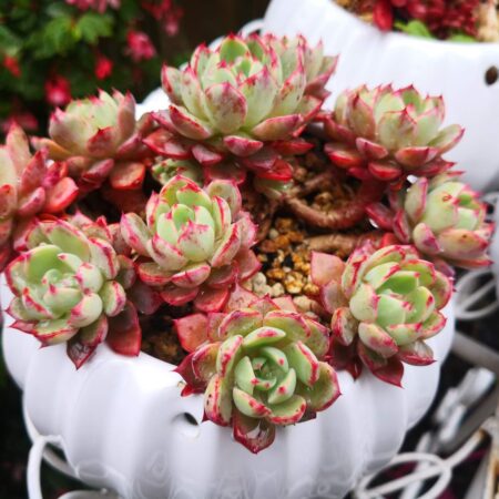 Pestovanie echevérie: Ako získať ich najkrajší vzhľad