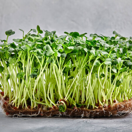 Benefity pestovania klíčkov plus spôsoby, ako ich použiť