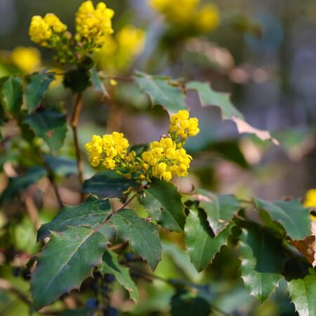 Pestovanie mahónie: Tipy pre úspešný pestovateľský zážitok