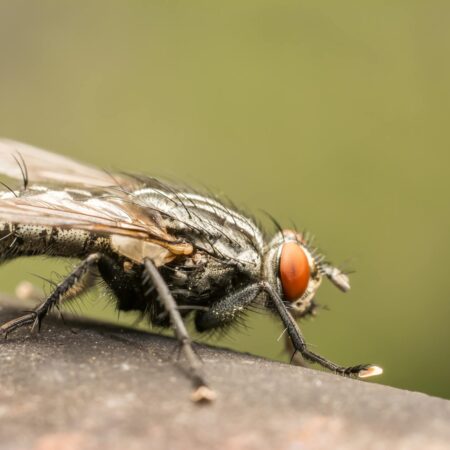 Ako si poradiť s muchami? Tu je 8 užitočných rád