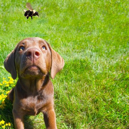 Prvá pomoc pre psov poštípaných osou či včelou, čo robiť?