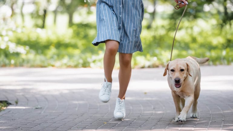 Čo si vziať na prechádzku so psom? Tu je zoznam
