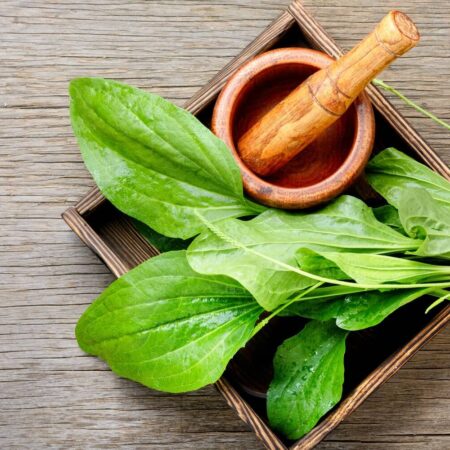 Známe liečivé buriny, ktoré nájdete v záhrade