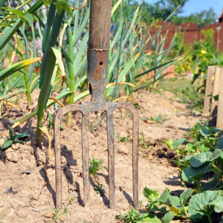 Správny zber cibule a cesnaku pre bohatú úrodu