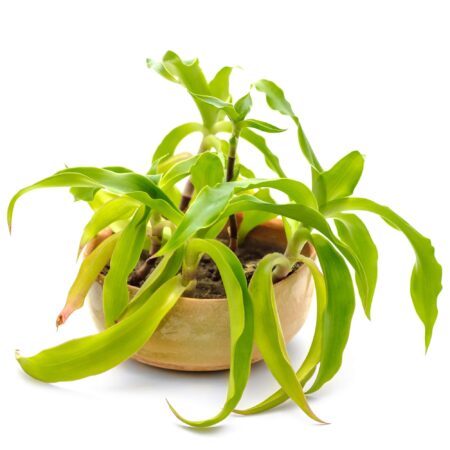 Kalísia voňavá, prečo je to liečivka, ktorú musíte mať?