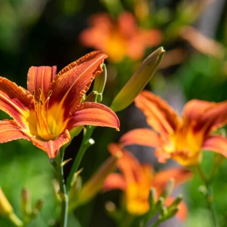 Atraktívne kvety, ktoré budú prosperovať v ílovitej pôde