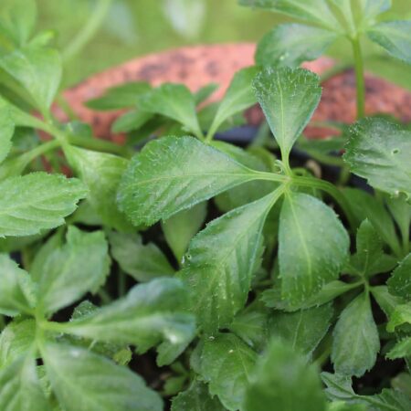 Jiaogulan, liečivá rastlina na dlhý život, ako ju pestovať?