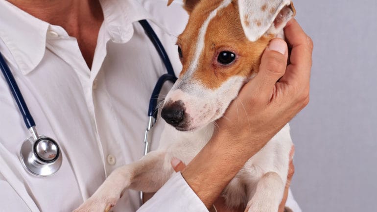 Má váš pes alergiu? Tu sú rady, čo robiť