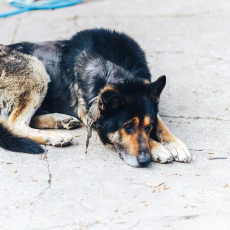 Alergia psov: Príznaky, príčiny a ako si s tým poradiť