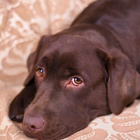 Správanie psa, ktoré by majiteľ nemal nikdy ignorovať