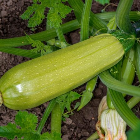 Prečo a ako pestovať cuketu v kvetináči