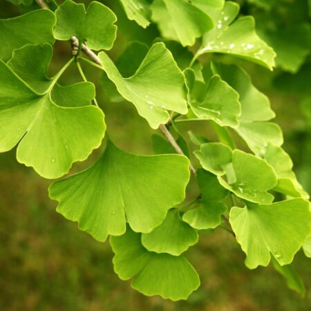 Pestujeme ginko, strom na dlhú pamäť i zdravie