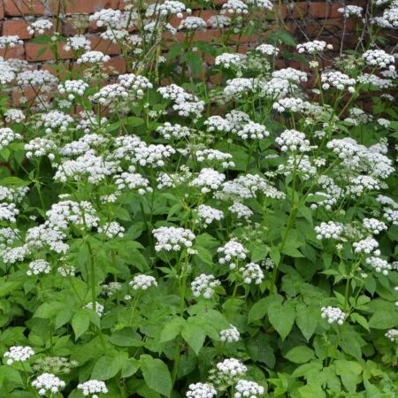 3 rastliny z našej záhrady účinné na svaly a kĺby