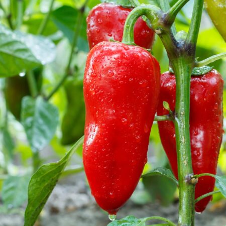 Paprika z vašej záhrady, výživná zelenina pre zdravie