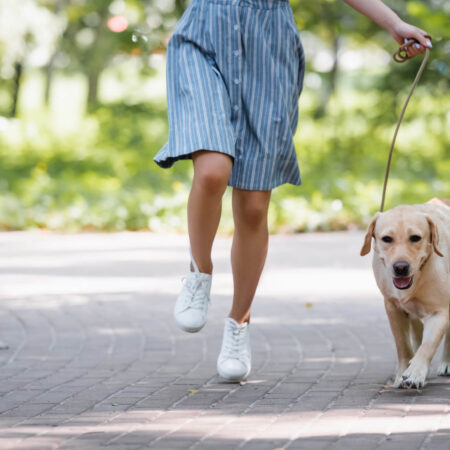Čo si vziať na prechádzku so psom? Tu je zoznam