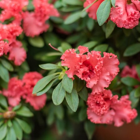 Krok za krokom, ako pestovať rododendron