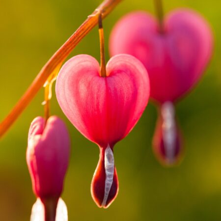 Krásne kvitnúca srdcovka? Treba dodržať tieto zásady