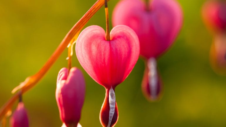 Krásne kvitnúca srdcovka? Treba dodržať tieto zásady