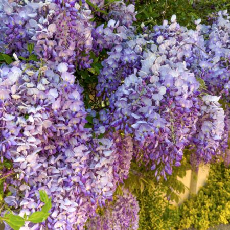 Najkrajšie popínavé dreviny pre krásu a eleganciu