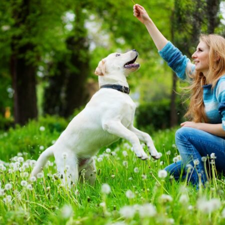 Základné pravidlo pri výchove psa, na toto pozor