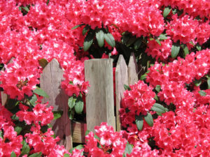 Druhy rododendronov a azaliek: Čaro rôznych farieb a tvarov