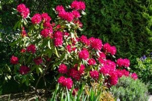 Aké druhy azaliek a rododendronov poznáme. 
