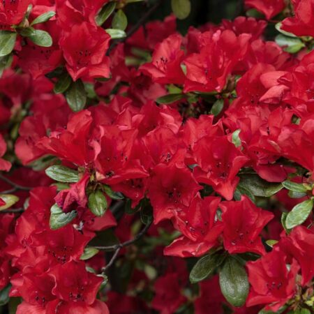 Druhy rododendronov a azaliek: Čaro rôznych farieb a tvarov