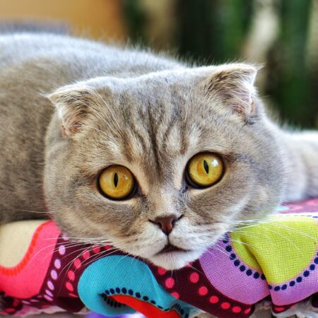 Alergie u mačiek, príznaky a ako jej pomôcť