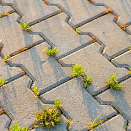 Na toto si treba dať pozor, ak ničíte burinu octom