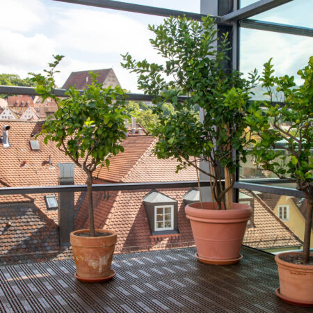 Ako prezimovať citrónovník plus tipy na jeho pestovanie