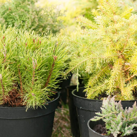 Ako rozmnožovať ihličnany z odrezkov