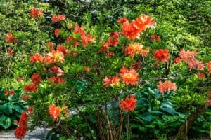Druhy rododendronov a azaliek: Čaro rôznych farieb a tvarov