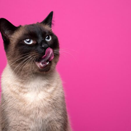 Aké chute majú mačky? Viete, že túto chuť nikdy necíti