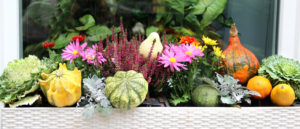 Krásny jesenný balkón: Tieto rastliny sa oň postarajú.