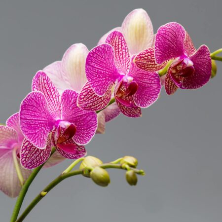 Ako sa starať o orchideu: Kompletný sprievodca pre začiatočníkov a pokročilých