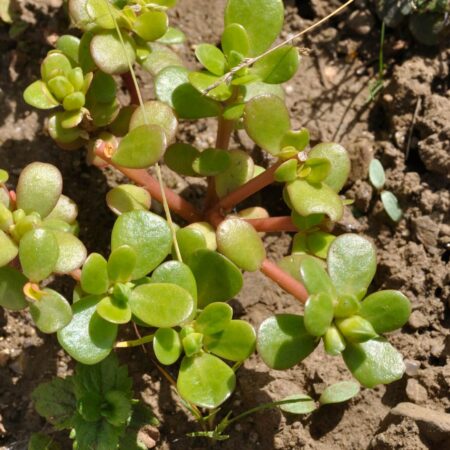 Liečivá burina či pliaga, ktorej sa musíme zbaviť? Tu sú tipy