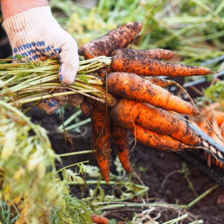 Práca na záhrade v októbri, na čo treba myslieť?