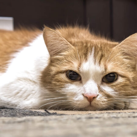 7 znakov, že vašej mačke chýba láska