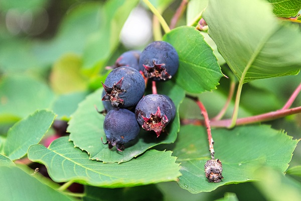 Muchovník – liečivý poklad prírody plný vitamínov a antioxidantov