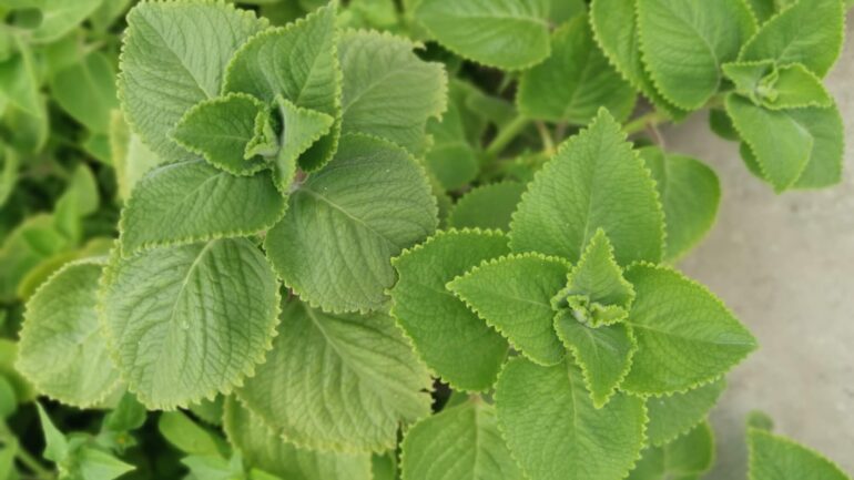 Nádchovník – Výnimočná rastlina s liečivými účinkami