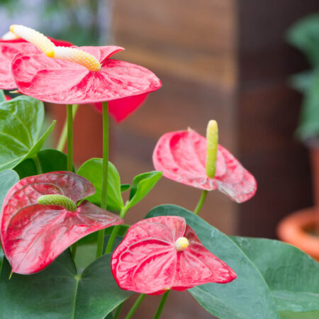 Krása a elegancia v dome: Tipy na pestovanie antúrie