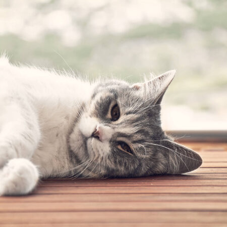 Nebezpečné správanie mačky, ktoré môže znamenať chorobu