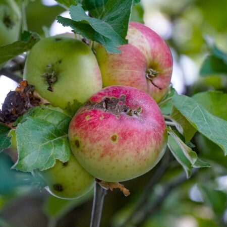 Jazvy na jablkách či iné chyby, čo ich spôsobuje?