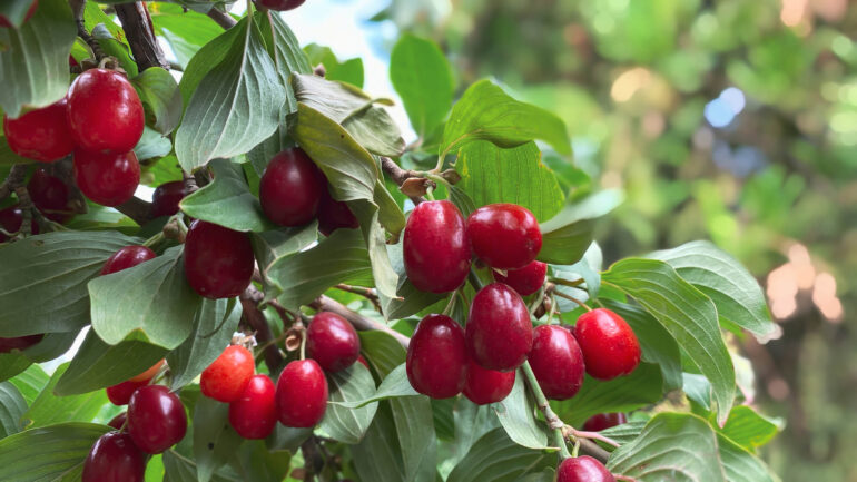 Vysaďte si na záhrade menej známe ovocniny, tu sú tipy