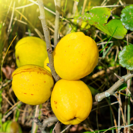 Prečo pestovať dulovec, toto sa oplatí vedieť