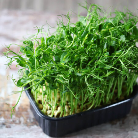 Pestovanie mikrobyliniek: Vitamíny z kvetináčov