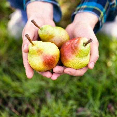 Zdravotné výhody, ktoré majú hrušky. Nezabúdajme na ne