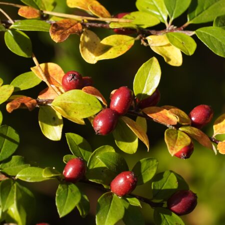 Kľukva pre daždivé kraje Slovenska, tipy na pestovanie