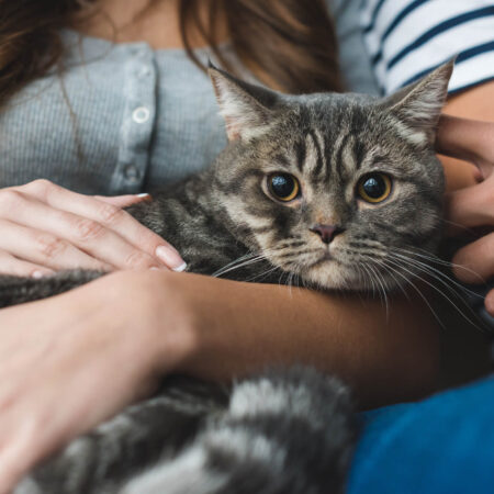 Mačky môžu ohrozovať niektoré naše zvyky.
